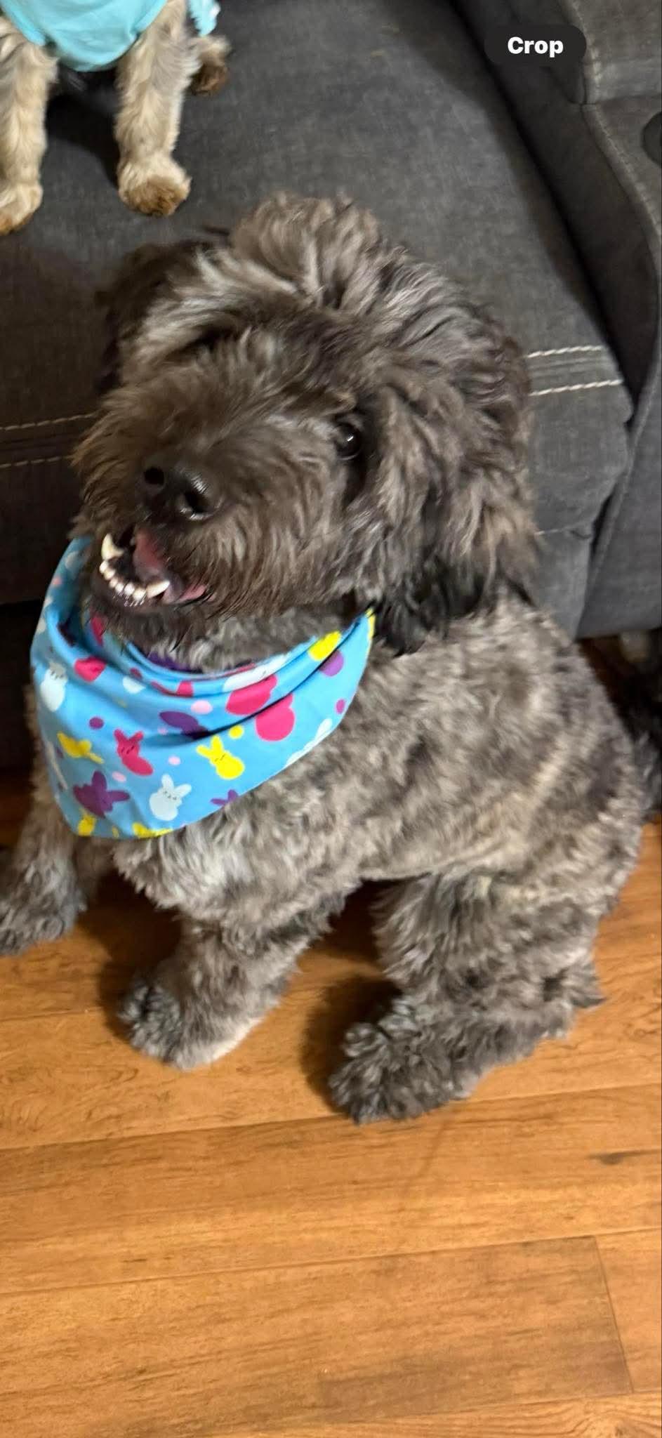 Ollie, Adopted, Young Male Shar-Pei & Poodle.