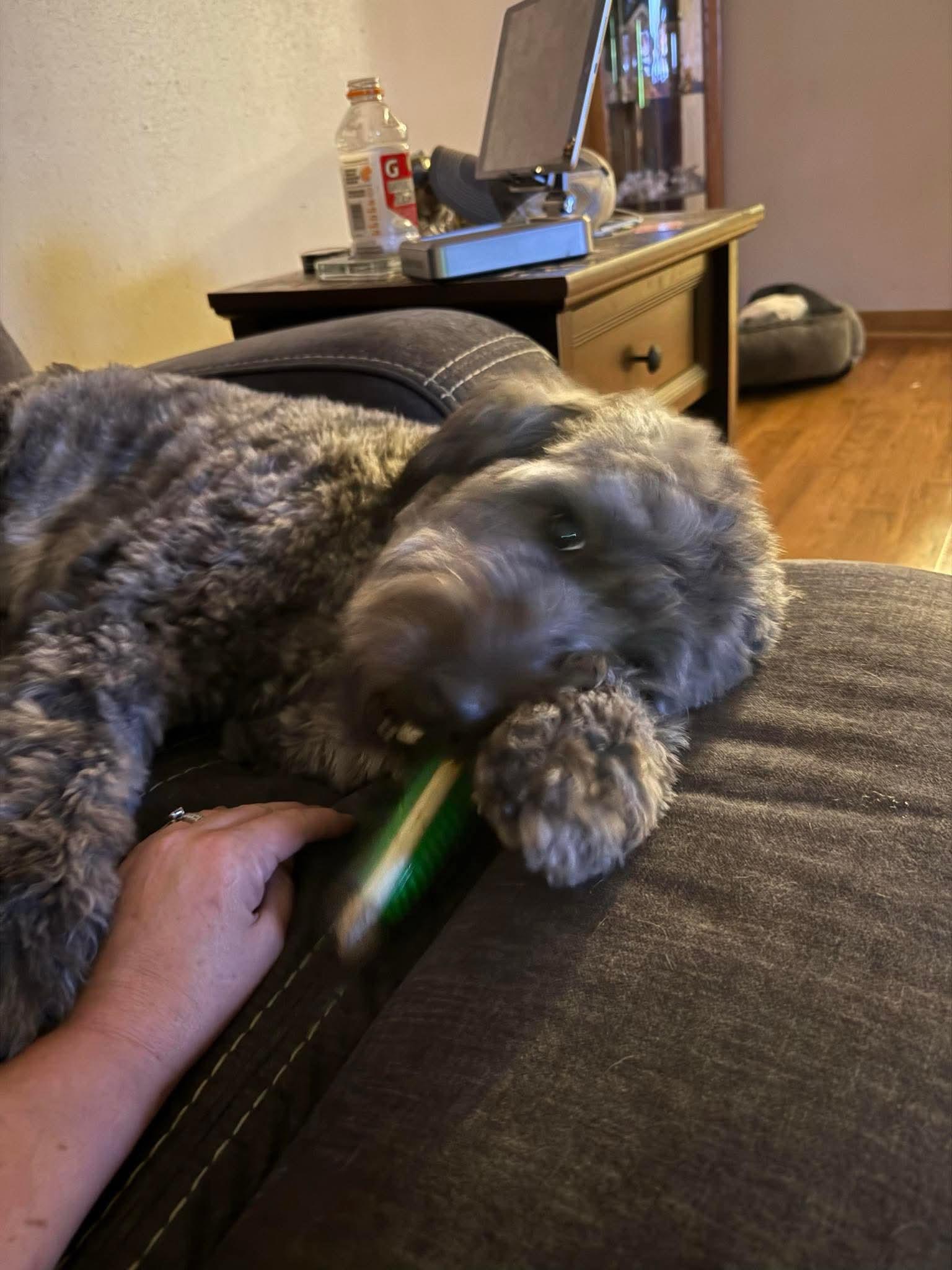 Enlarge Ollie, a Adopted mixed breed in Ball, LA image 3/3