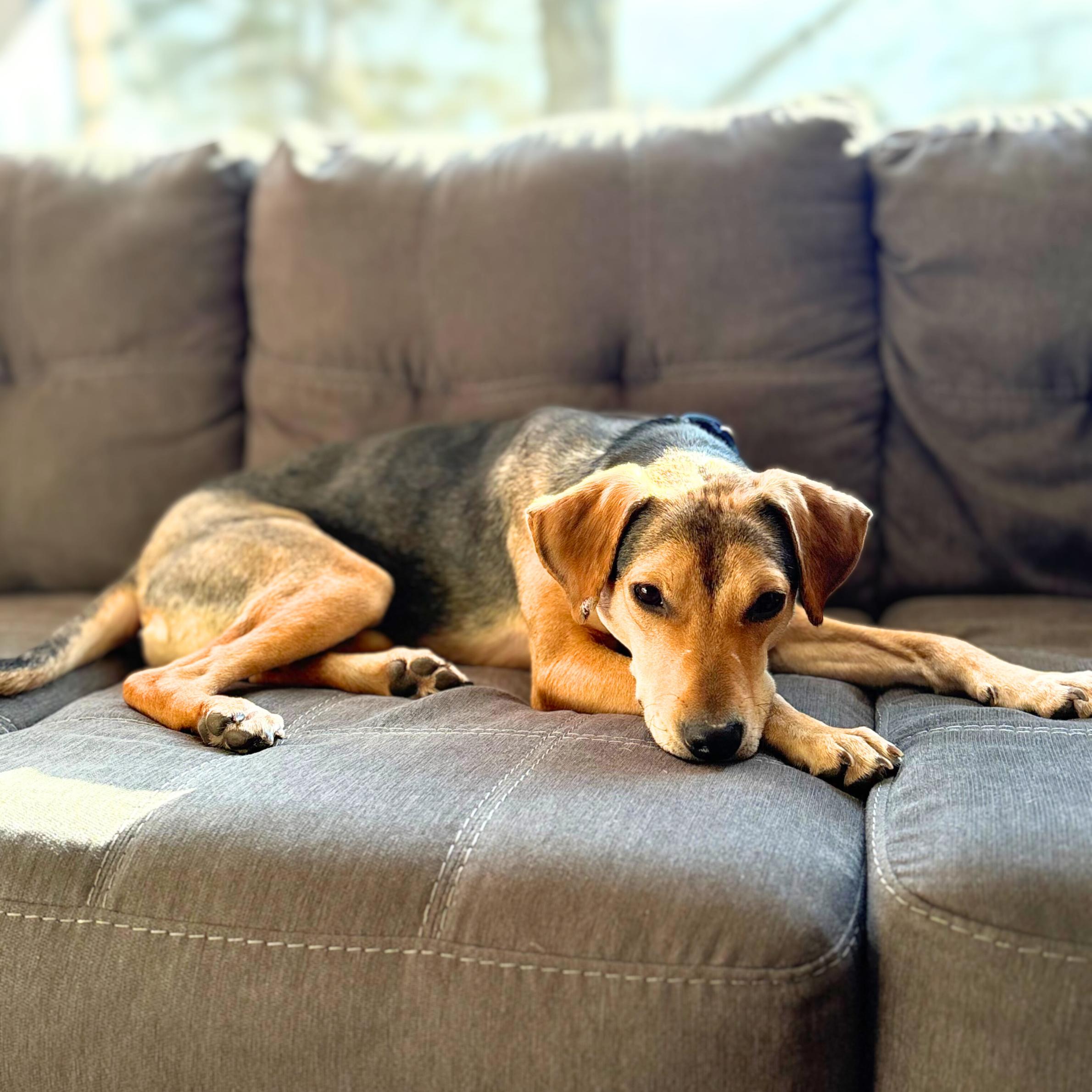 Enlarge Gallop, a ADOPTABLE mixed breed in New York, NY image 3/6