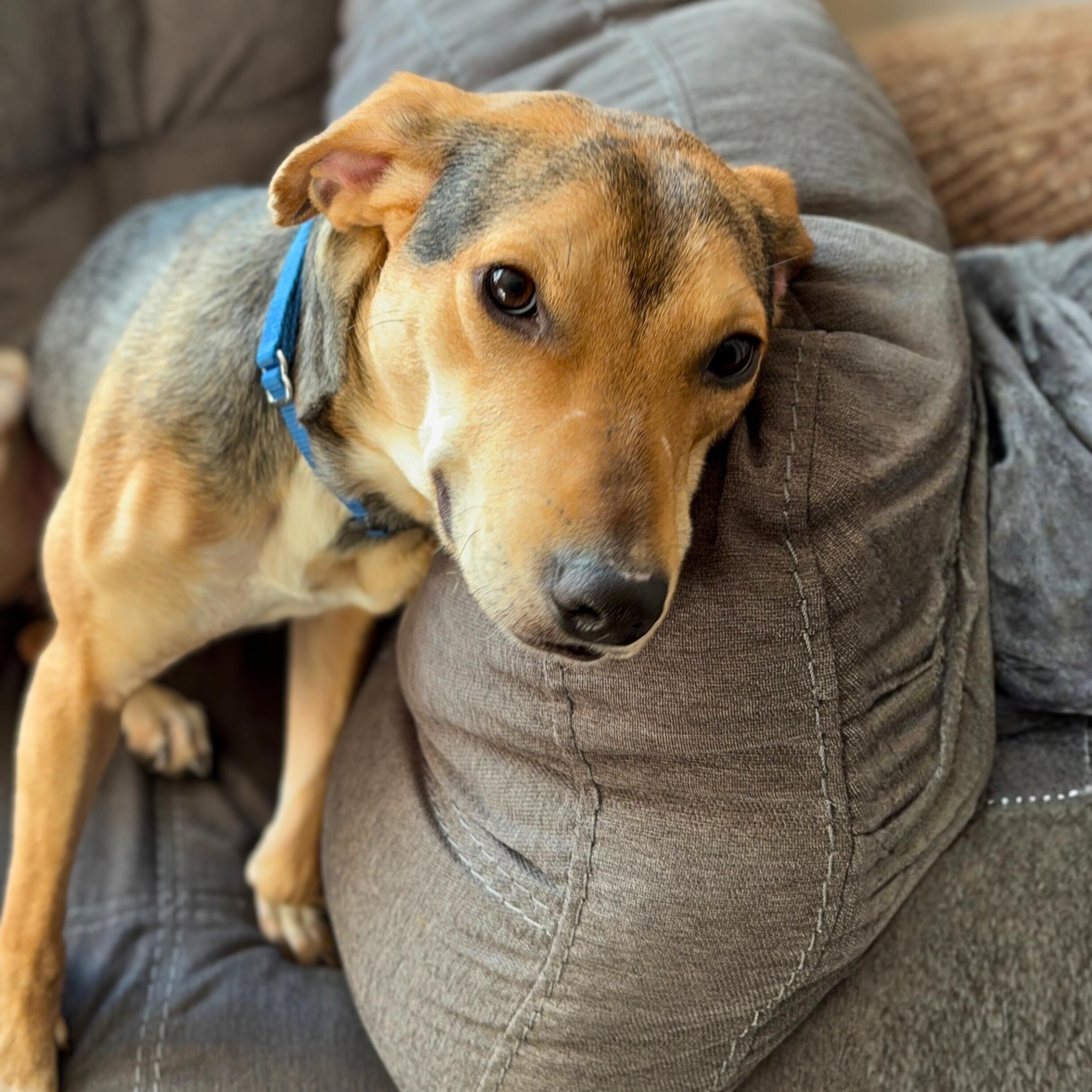 Gallop, ADOPTABLE, Young Female Beagle.