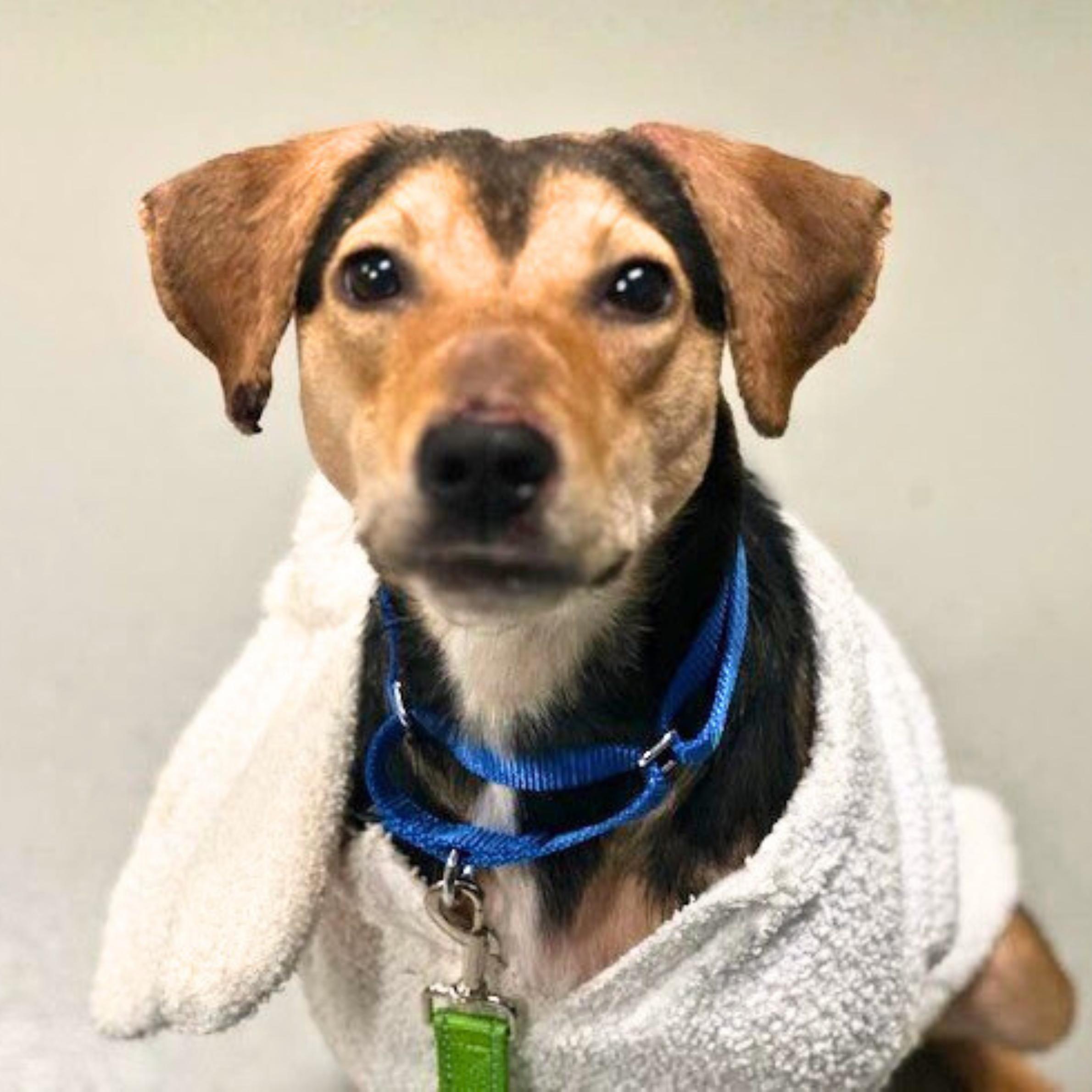 Enlarge Gallop, a ADOPTABLE mixed breed in New York, NY image 5/6