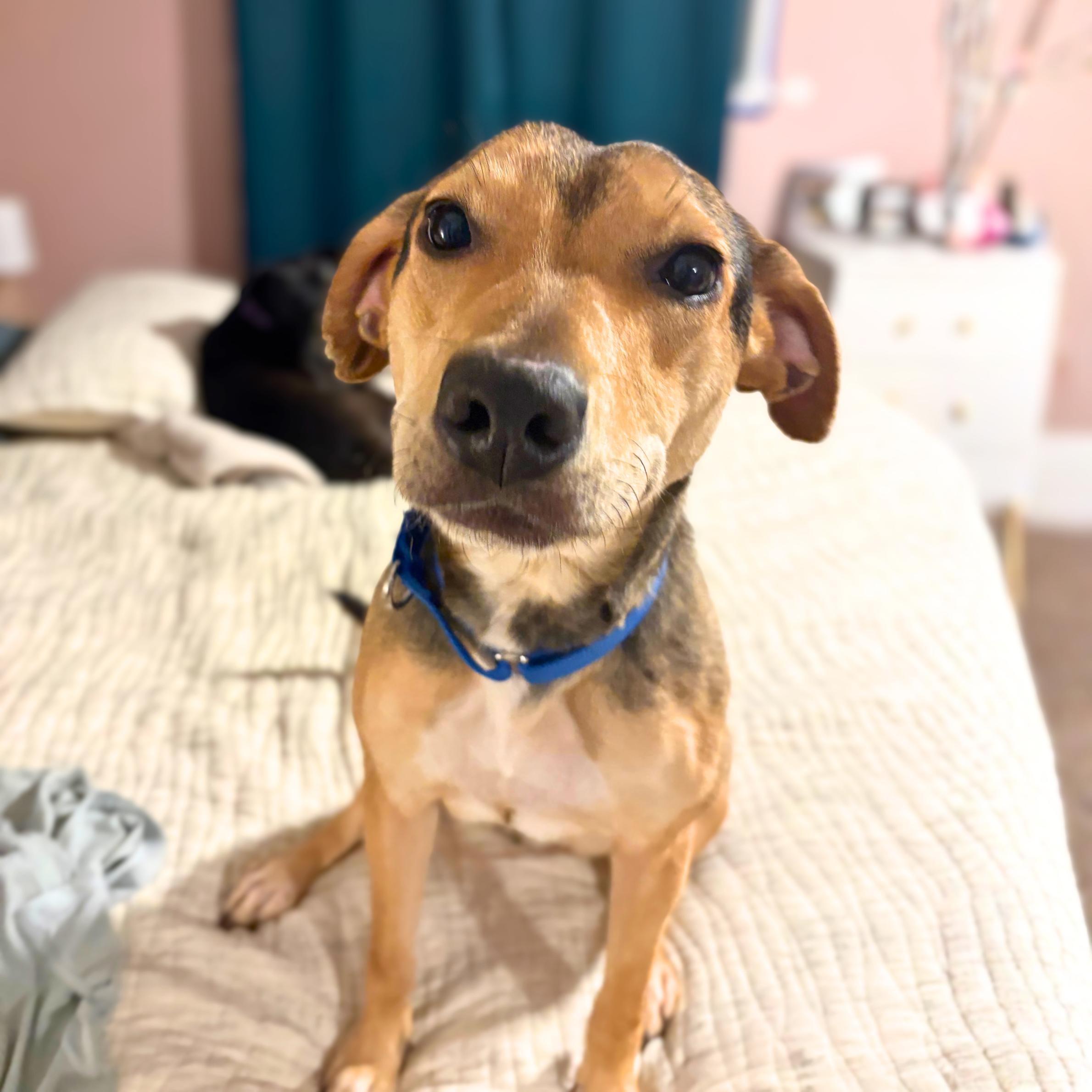 Enlarge Gallop, a ADOPTABLE mixed breed in New York, NY image 2/6