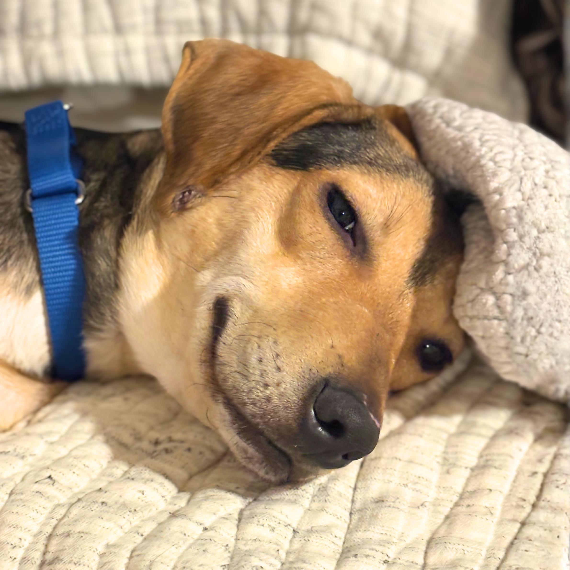 Enlarge Gallop, a ADOPTABLE mixed breed in New York, NY image 4/6