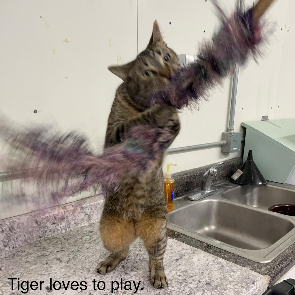 Enlarge TIGER, a Adoptable mixed breed in Battle Creek, MI image 2/2