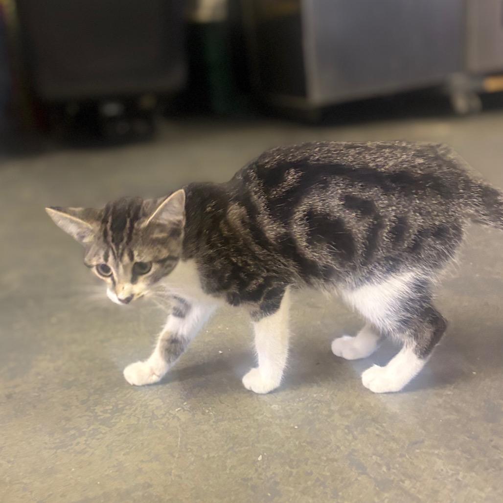 Enlarge Dorito, a Adoptable Domestic Short Hair in Mocksville, NC image 2/6