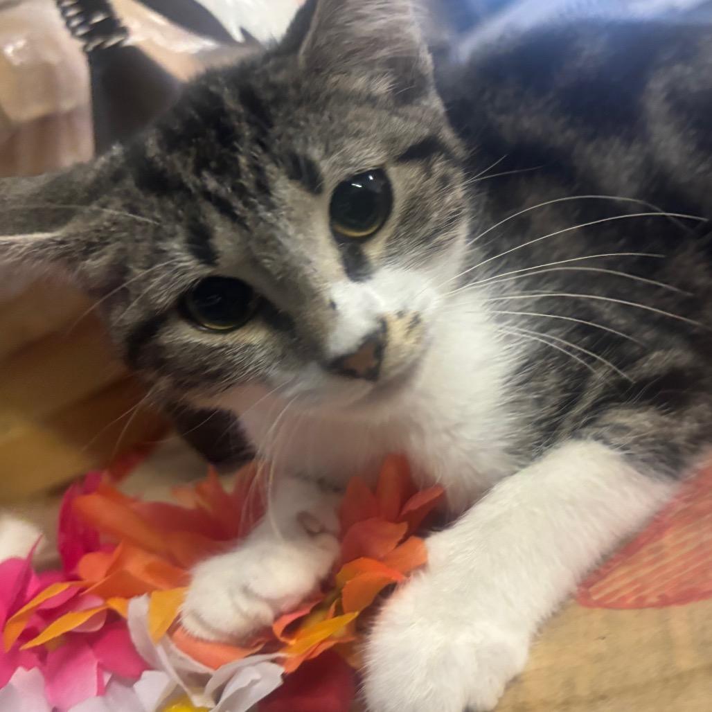 Enlarge Dorito, a Adoptable Domestic Short Hair in Mocksville, NC image 3/6