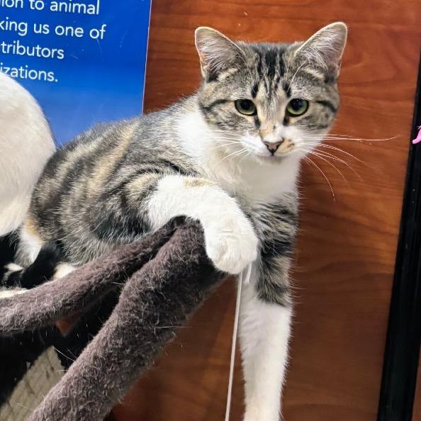 Dory, a Adoptable Domestic Short Hair in Mocksville, NC image 4/6