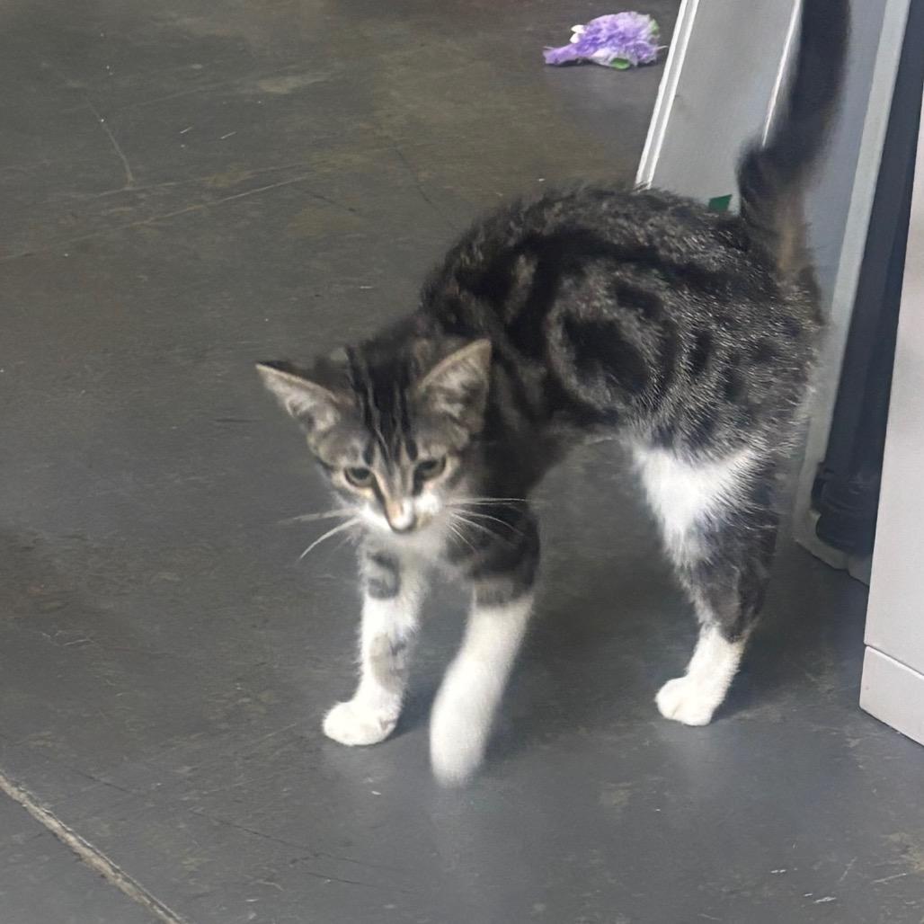 Enlarge Dorito, a Adoptable Domestic Short Hair in Mocksville, NC image 5/6