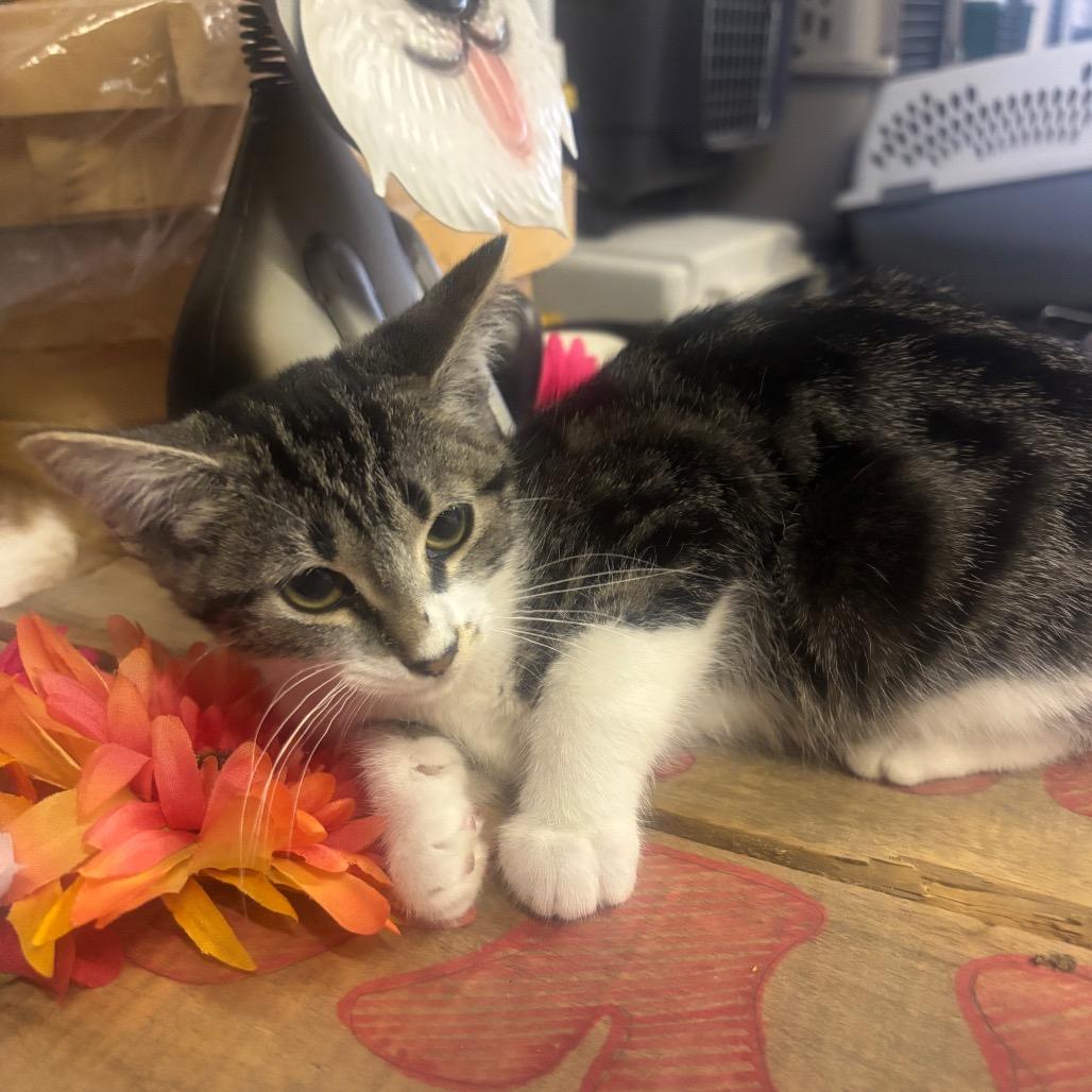 Enlarge Dorito, a Adoptable Domestic Short Hair in Mocksville, NC image 6/6