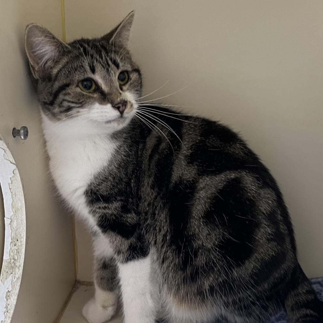 Enlarge Dory, a Adoptable Domestic Short Hair in Mocksville, NC image 6/6