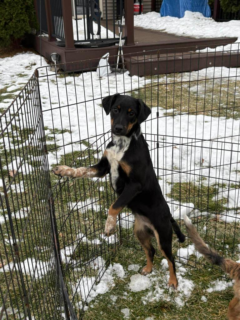 Naomi, Adoptable, Puppy Female Mixed Breed.