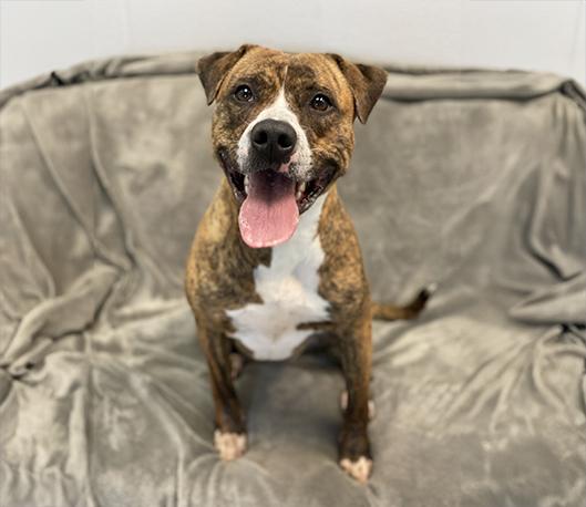 Enlarge Katie, a ADOPTABLE mixed breed in Charles Town, WV image 1/3