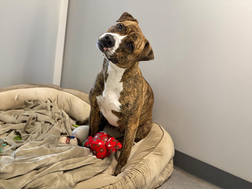 Enlarge Katie, a ADOPTABLE mixed breed in Charles Town, WV image 3/3