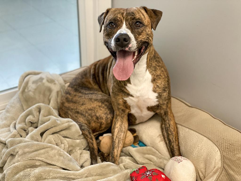 Enlarge Katie, a ADOPTABLE mixed breed in Charles Town, WV image 2/3