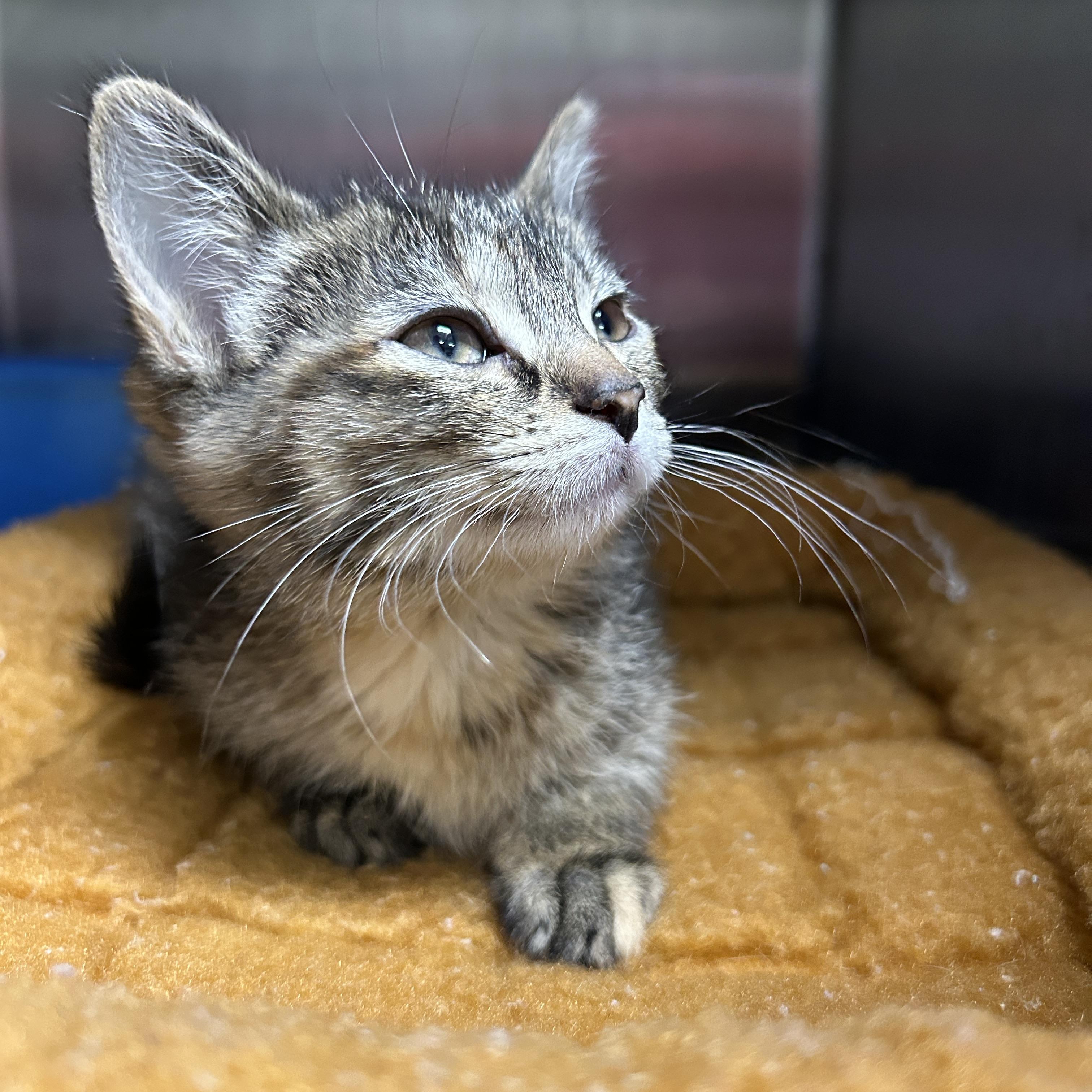 Enlarge Electra Kitten , an adopted Domestic Short Hair in La Grange Park, IL image 5/5