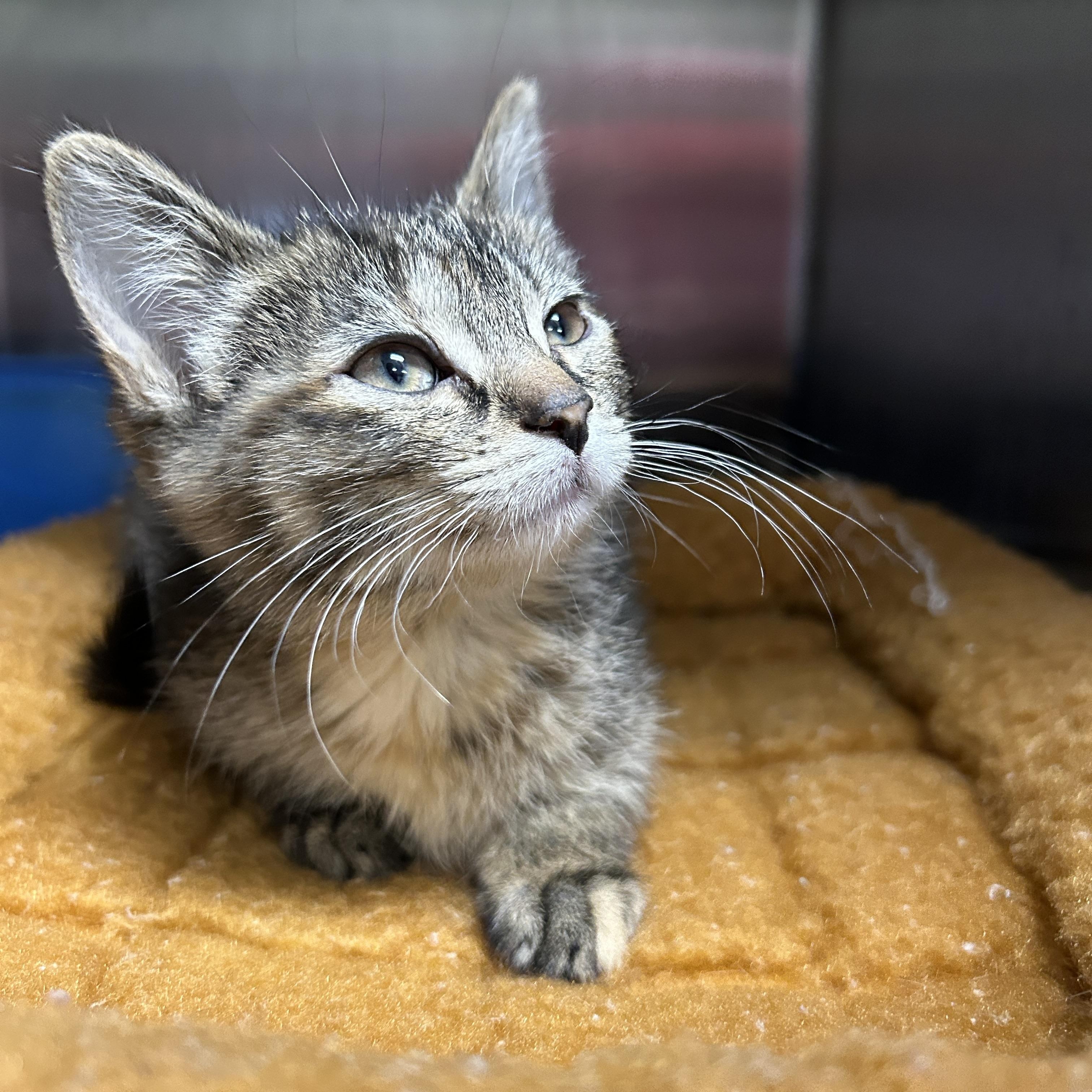 Enlarge Electra Kitten , an adopted Domestic Short Hair in La Grange Park, IL image 1/5