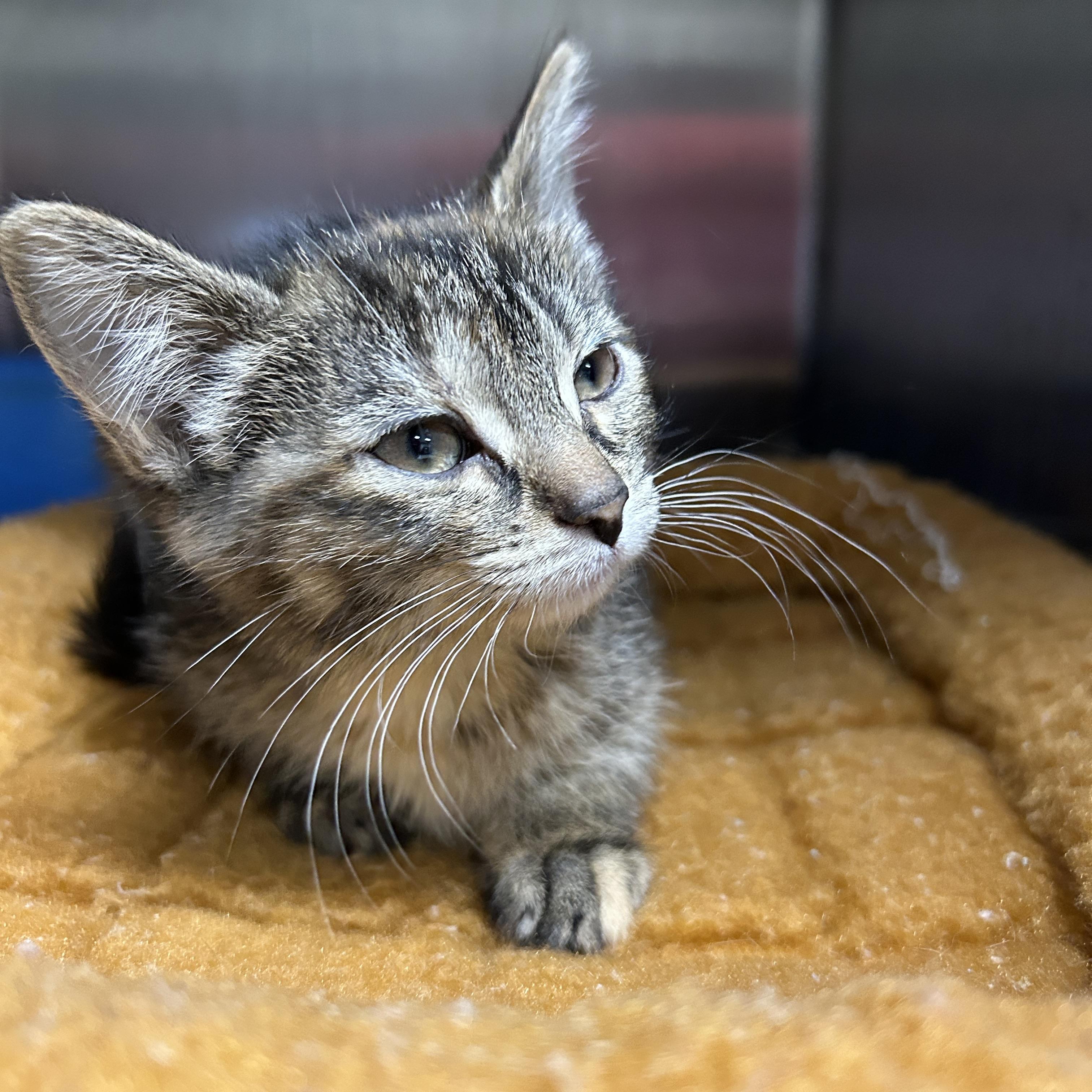 Enlarge Electra Kitten , an adopted Domestic Short Hair in La Grange Park, IL image 4/5