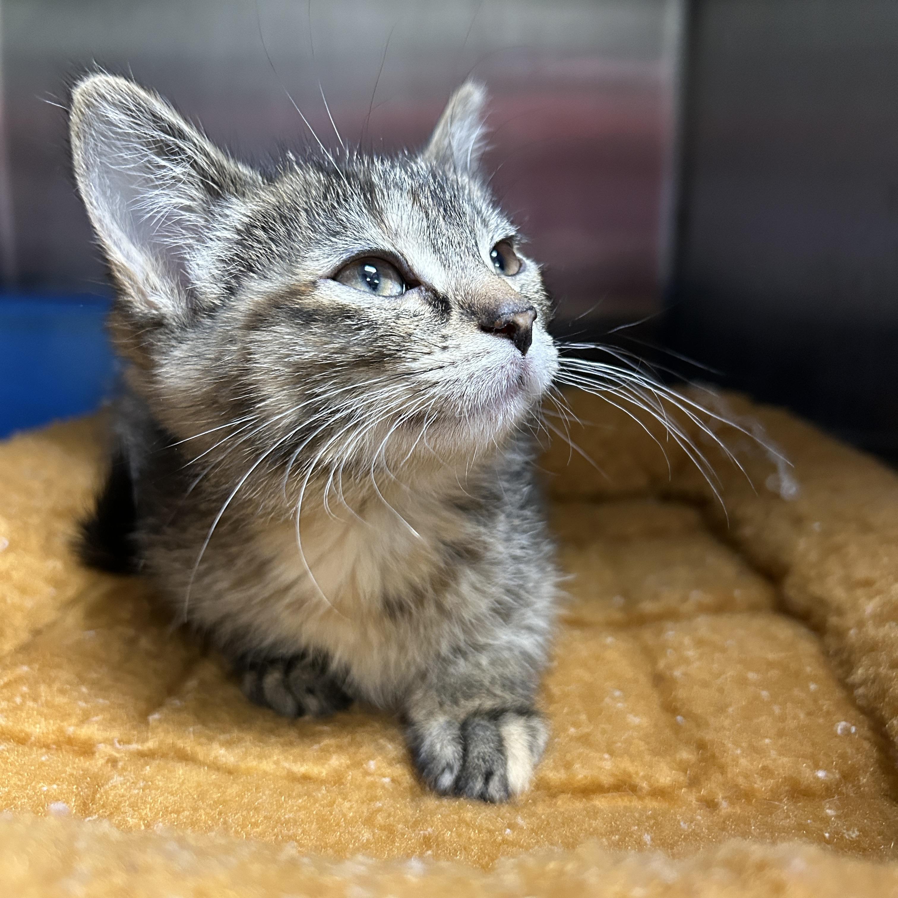 Enlarge Electra Kitten , an adopted Domestic Short Hair in La Grange Park, IL image 2/5