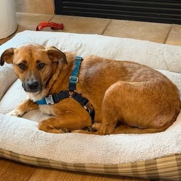 Meringue, ADOPTABLE, Adult Female Rhodesian Ridgeback.