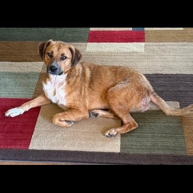 Enlarge Meringue, a ADOPTABLE mixed breed in Denver, CO image 2/2