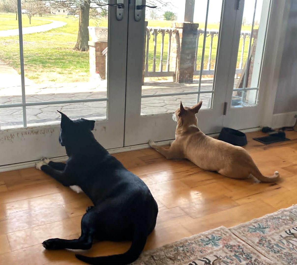 Enlarge Buddy, a ADOPTABLE Black Labrador Retriever in Windsor, MO image 6/6