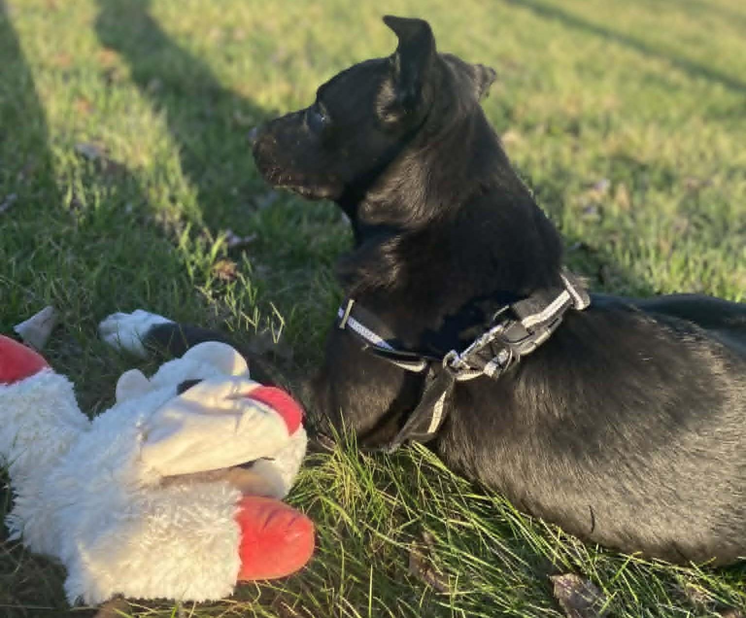 Enlarge Buddy, a ADOPTABLE Black Labrador Retriever in Windsor, MO image 2/6