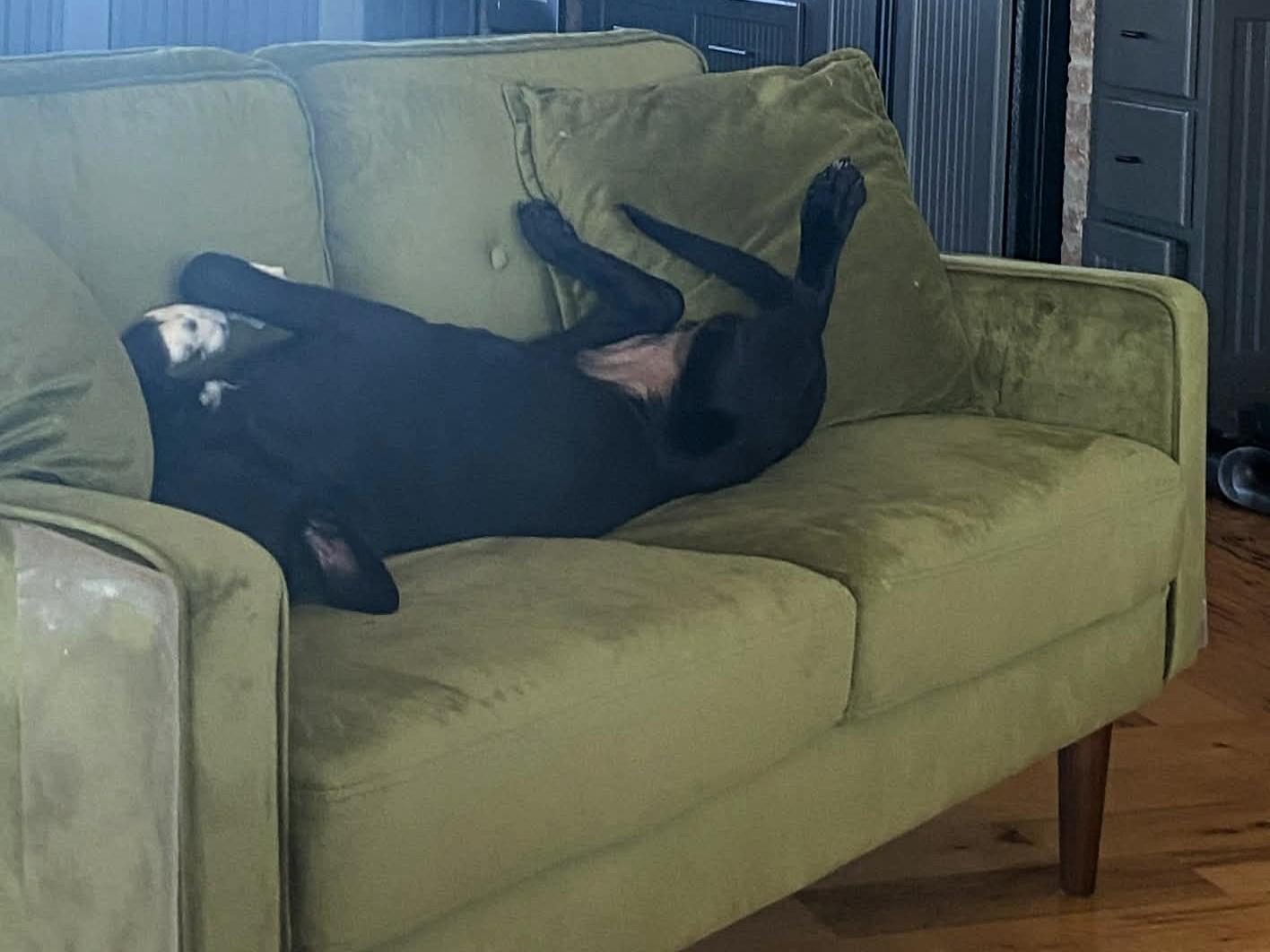 Enlarge Buddy, a ADOPTABLE Black Labrador Retriever in Windsor, MO image 5/6