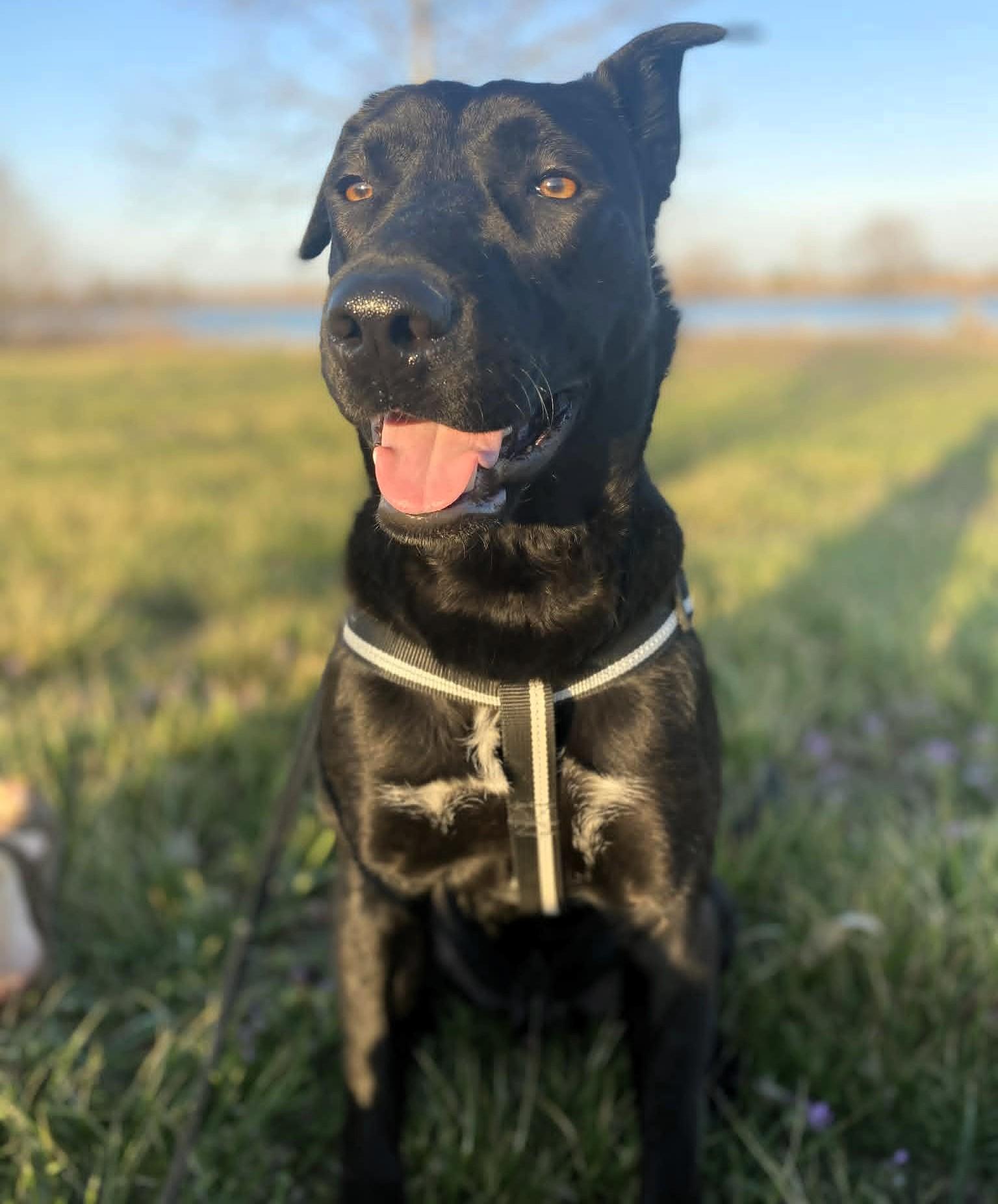 Enlarge Buddy, a ADOPTABLE Black Labrador Retriever in Windsor, MO image 1/6