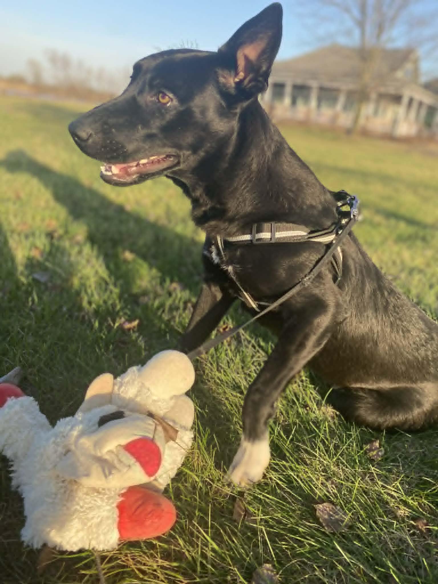 Enlarge Buddy, a ADOPTABLE Black Labrador Retriever in Windsor, MO image 4/6