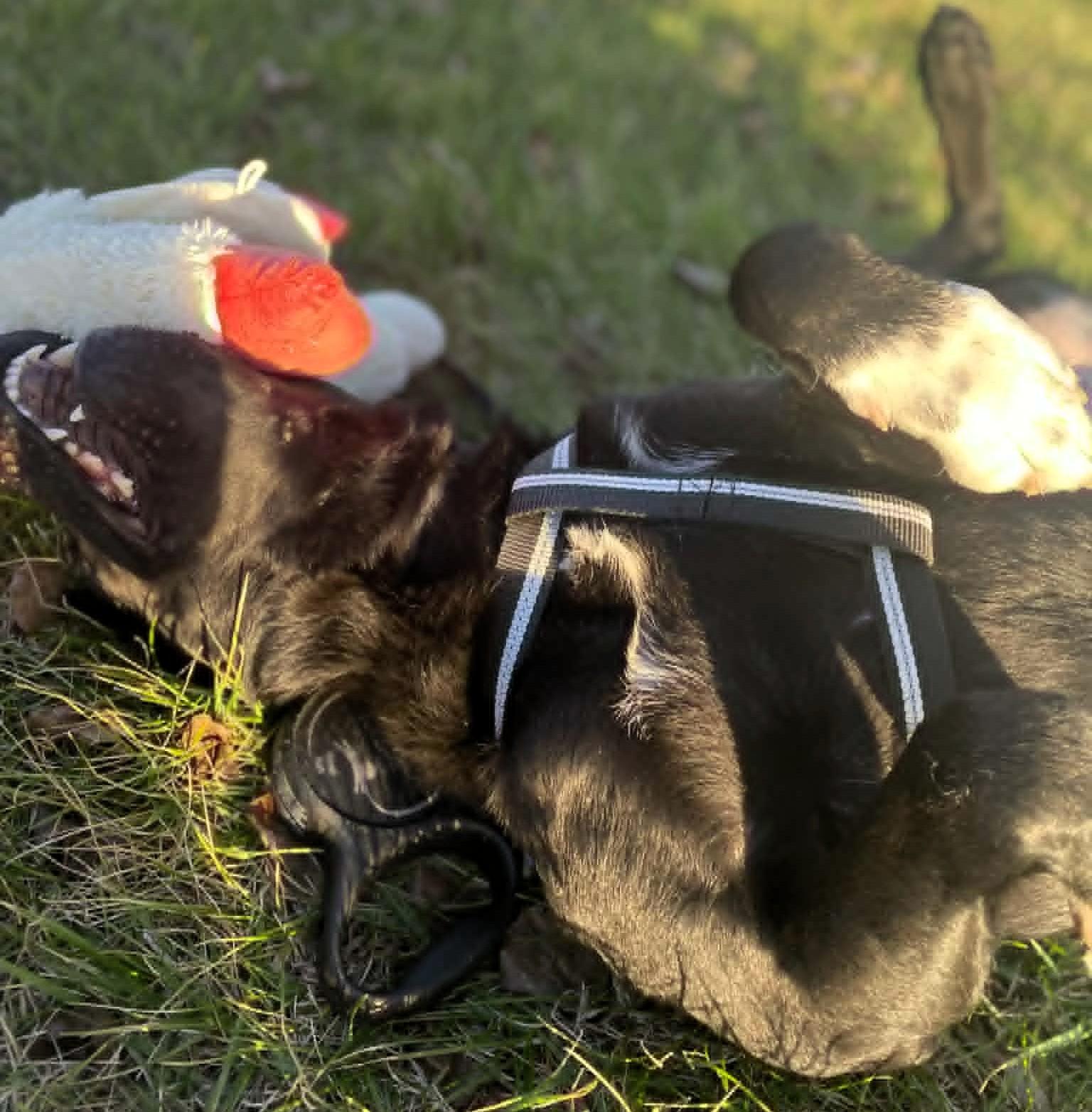 Enlarge Buddy, a ADOPTABLE Black Labrador Retriever in Windsor, MO image 3/6