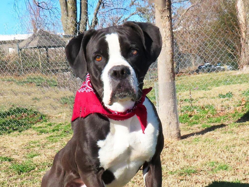 Hugo - FOSTER NEEDED, a Adoptable mixed breed in Denver, CO image 1/6