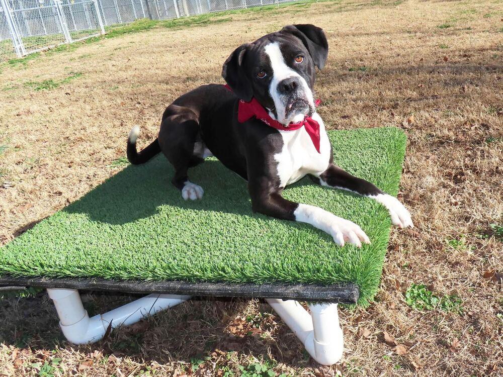 Hugo - FOSTER NEEDED, a Adoptable mixed breed in Denver, CO image 2/6