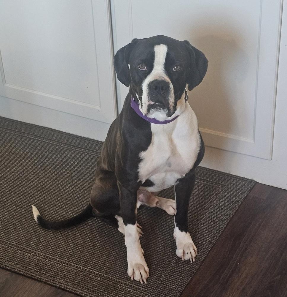 Hugo - FOSTER NEEDED, a Adoptable mixed breed in Denver, CO image 3/6