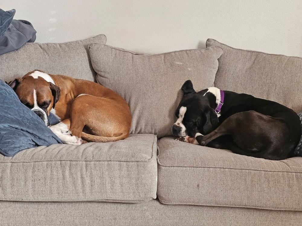 Hugo - FOSTER NEEDED, a Adoptable mixed breed in Denver, CO image 4/6