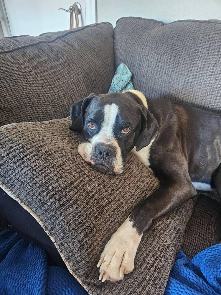 Hugo - FOSTER NEEDED, a Adoptable mixed breed in Denver, CO image 5/6