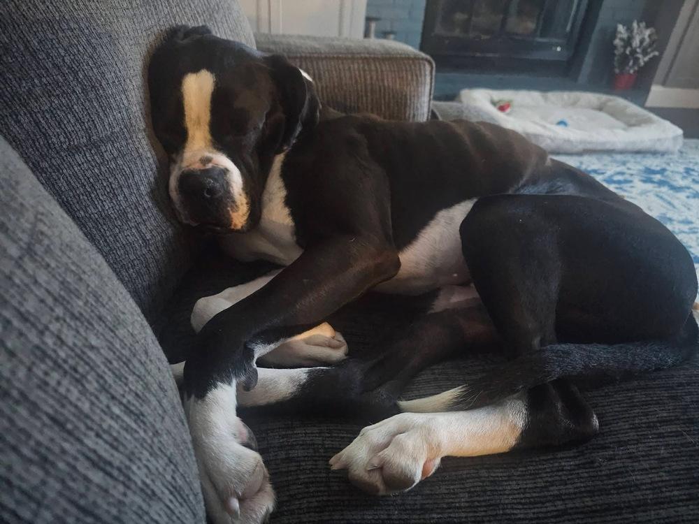 Hugo - FOSTER NEEDED, a Adoptable mixed breed in Denver, CO image 6/6