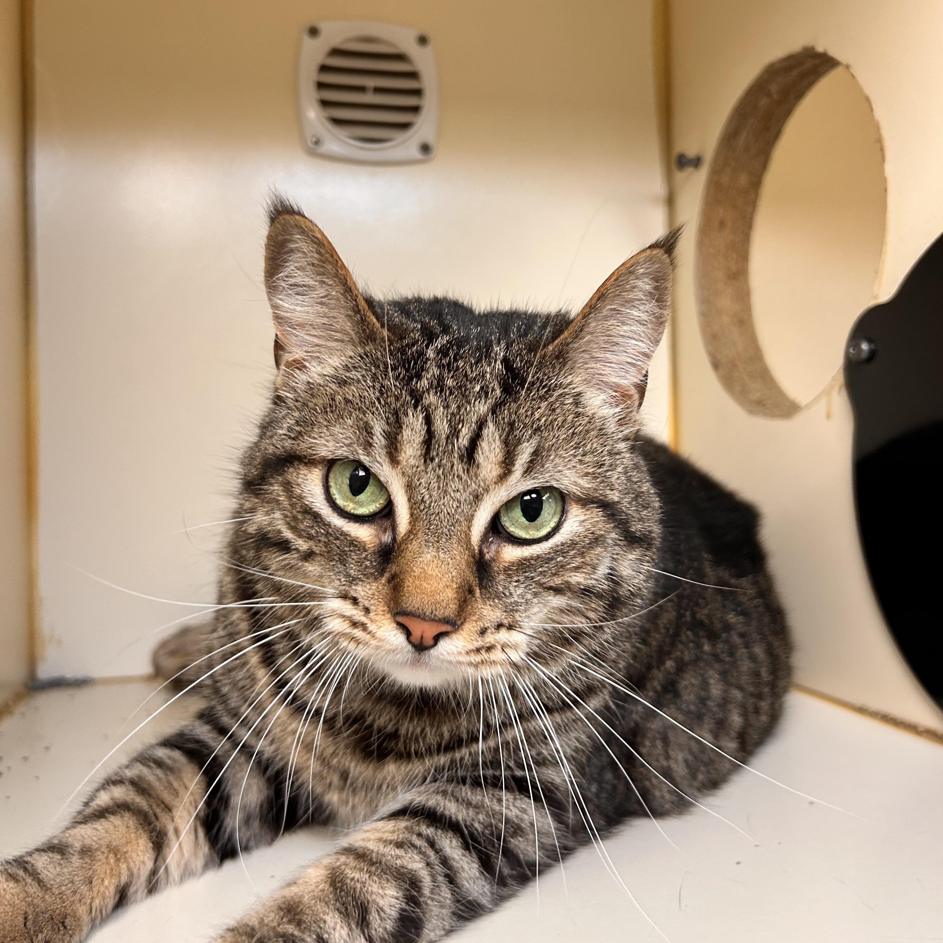 Annie, adopted, Adult Female Domestic Short Hair.