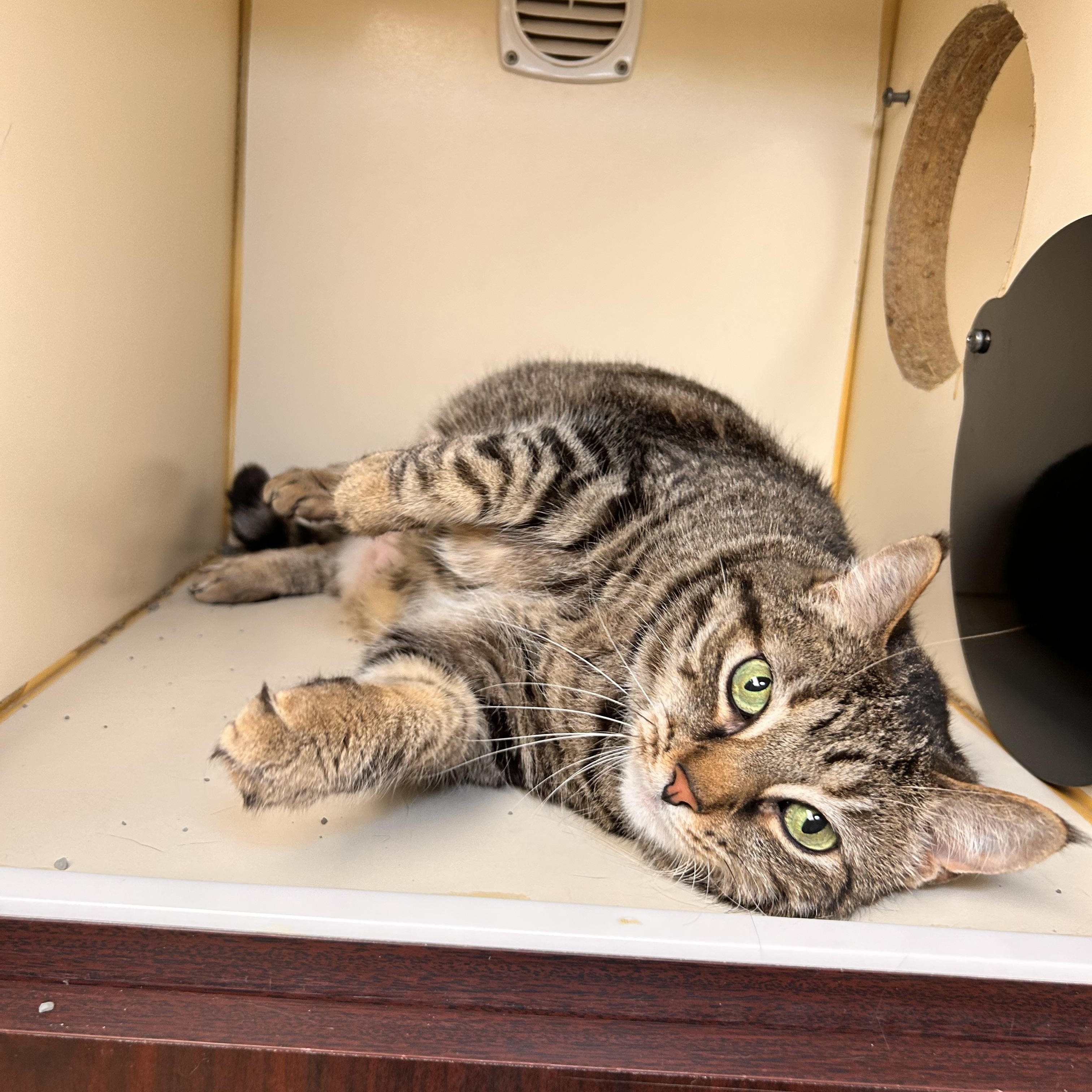 Annie, an adopted Domestic Short Hair in Myerstown, PA image 2/2