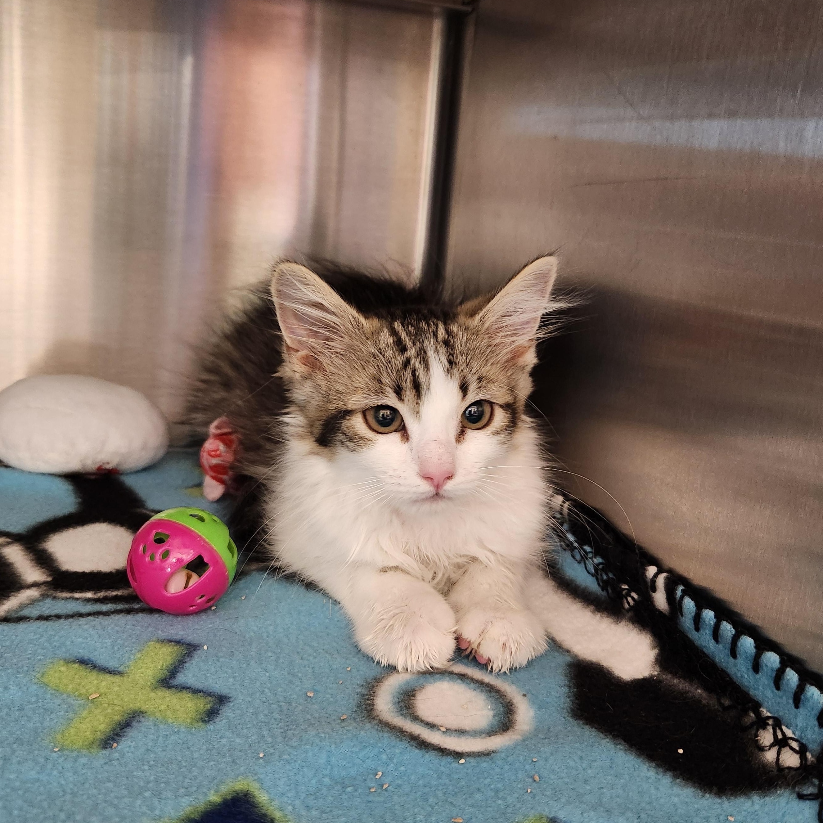 Enlarge Coco, a ADOPTABLE Domestic Long Hair in Liberty, MO image 1/2
