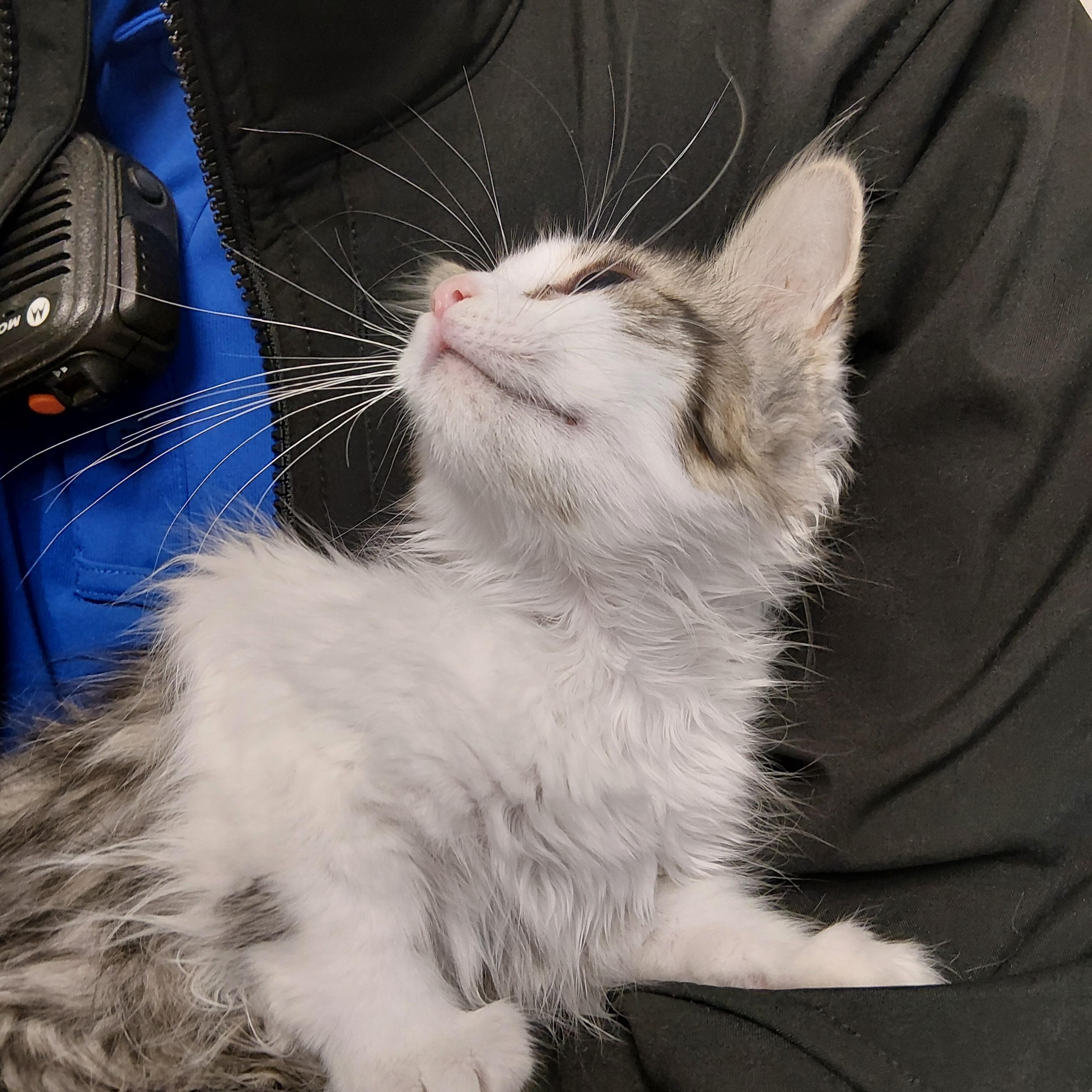 Enlarge Coco, a ADOPTABLE Domestic Long Hair in Liberty, MO image 2/2