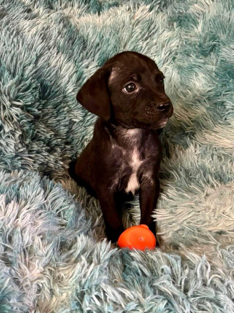 Jeff Dunham, Adoptable, Puppy Male Boxer & Mixed Breed.