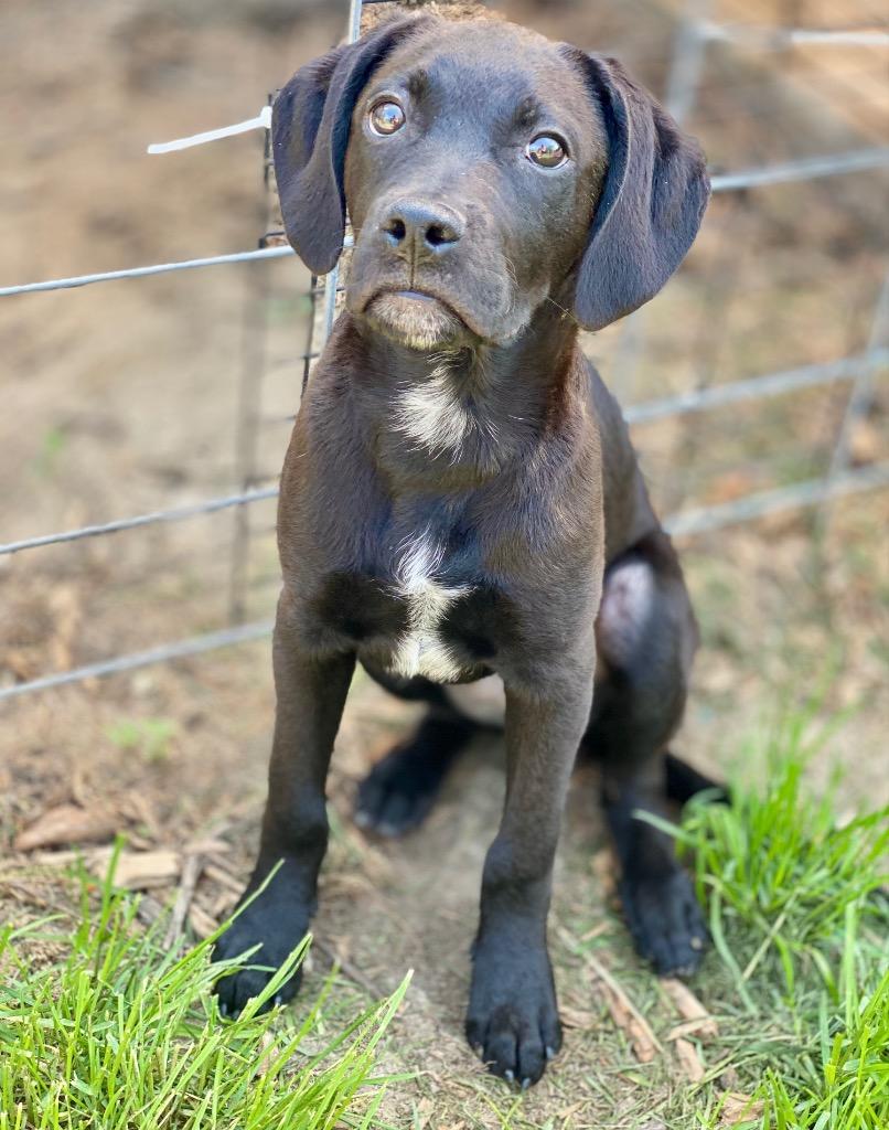 Jeff Dunham, Adoptable, Puppy Male Boxer & Mixed Breed.
