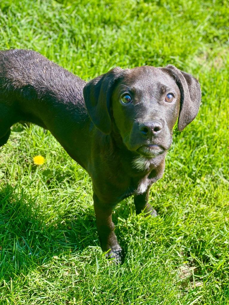 Enlarge Jeff Dunham, a Adoptable mixed breed in Urbandale, IA image 2/2