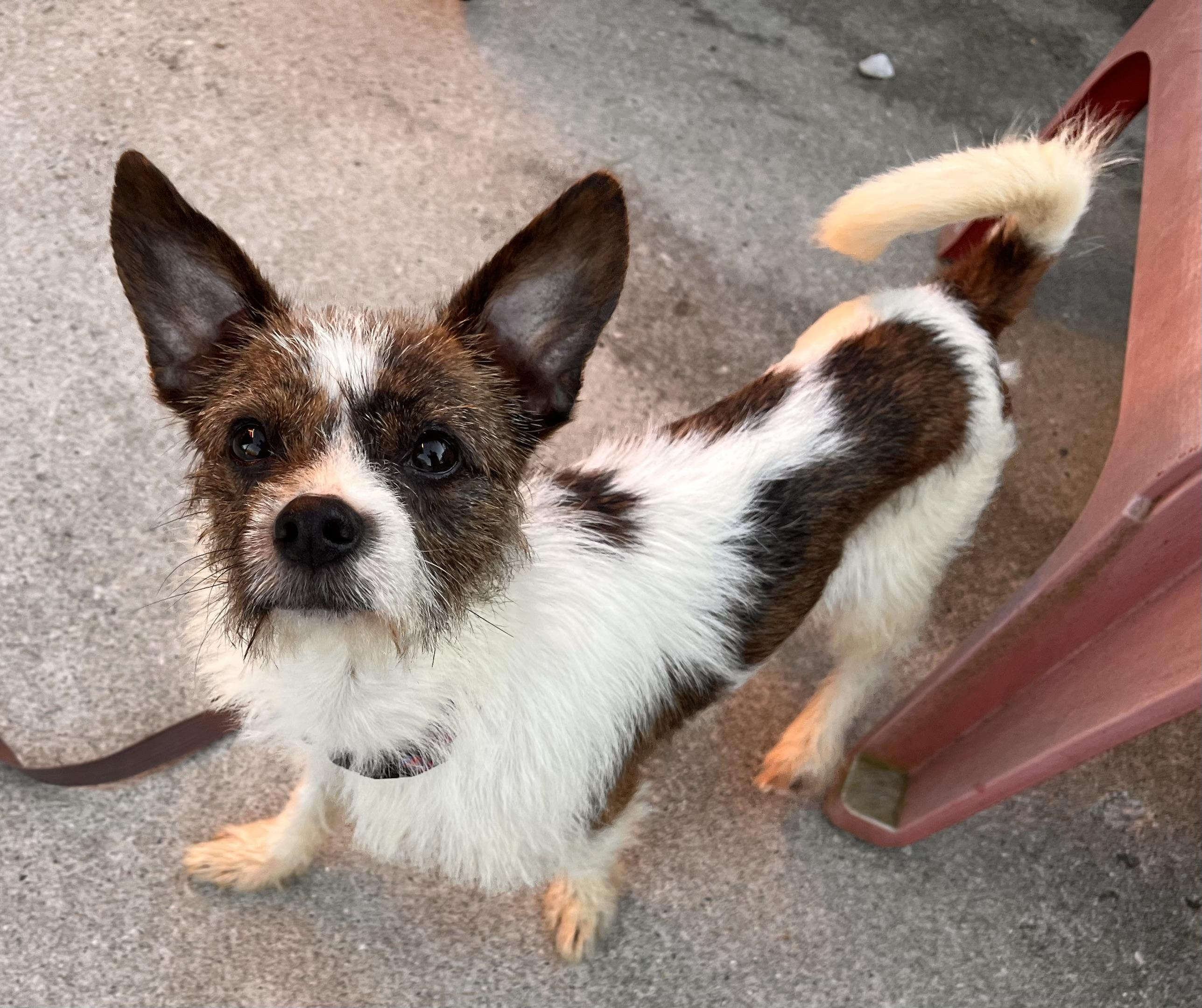 Scruffy, Adoptable, Young Male Jack Russell Terrier & Chihuahua.