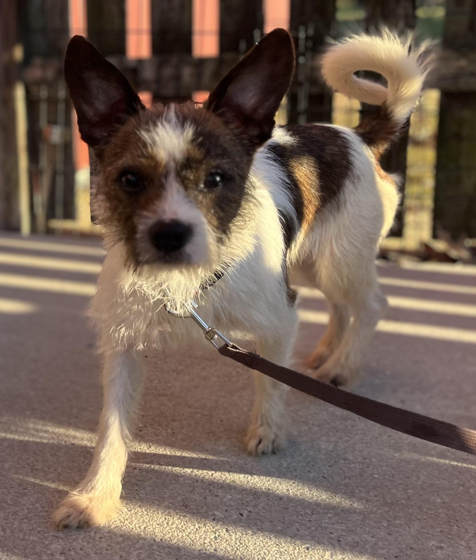 Enlarge Scruffy, a Adoptable mixed breed in Egg Harbor City, NJ image 2/3