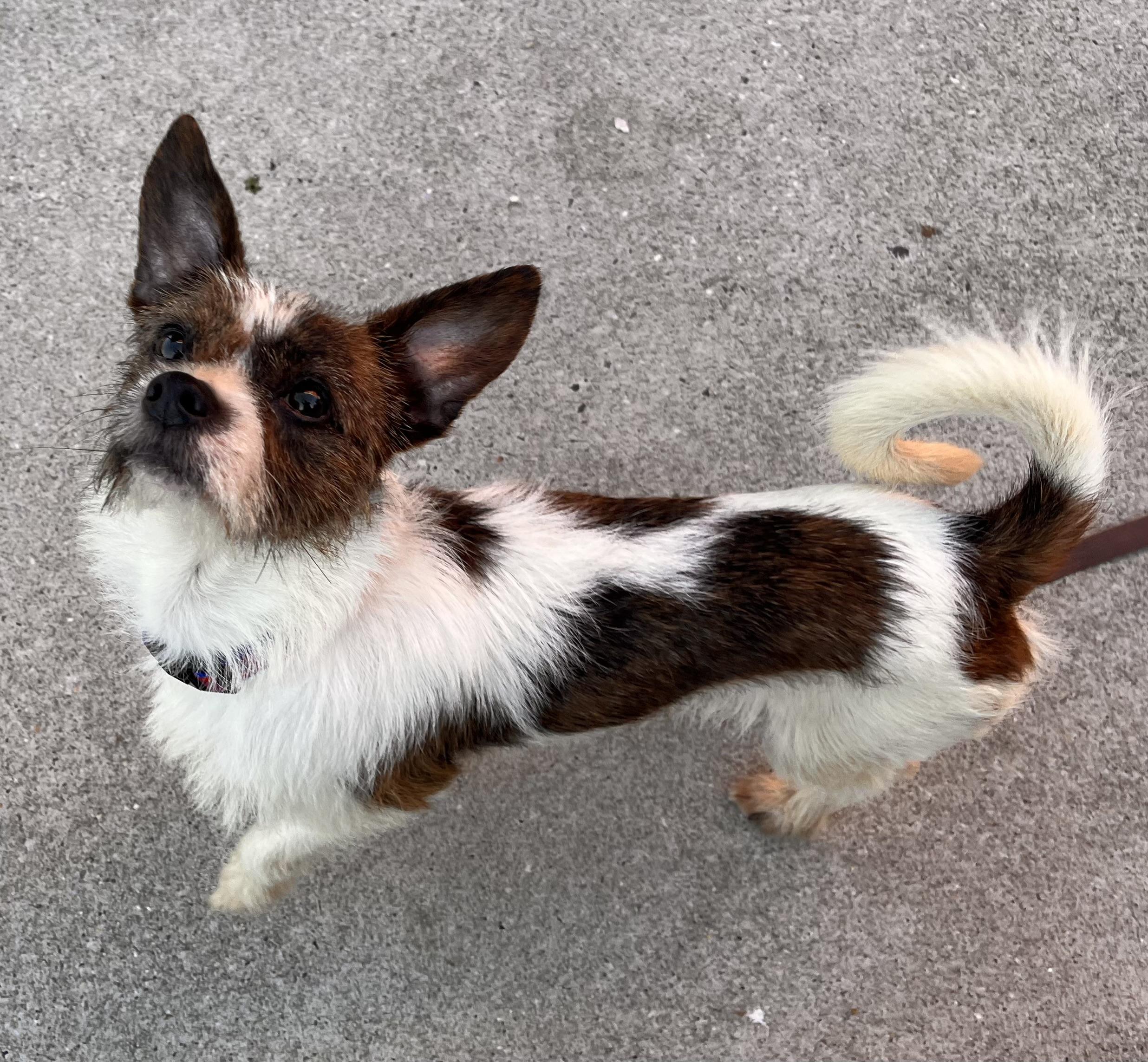 Enlarge Scruffy, a Adoptable mixed breed in Egg Harbor City, NJ image 3/3
