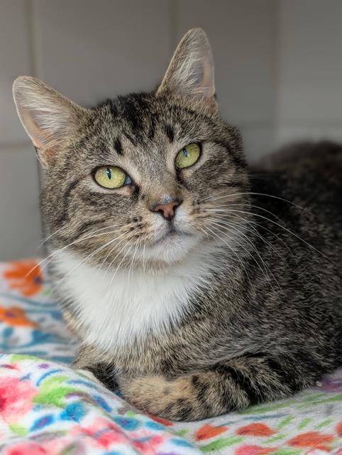 BLOSSOM, Adoptable, Young Female Domestic Short Hair.