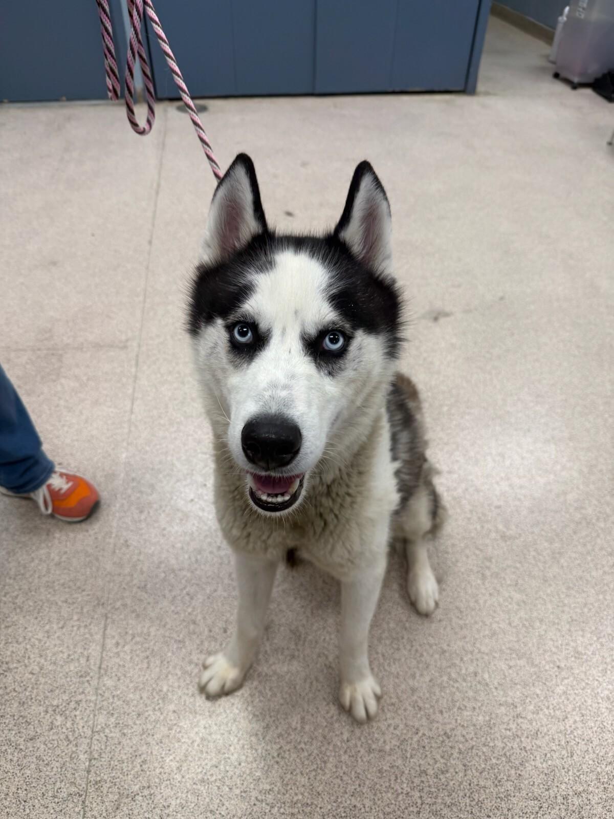 Batman, Adoptable, Adult Male Husky.