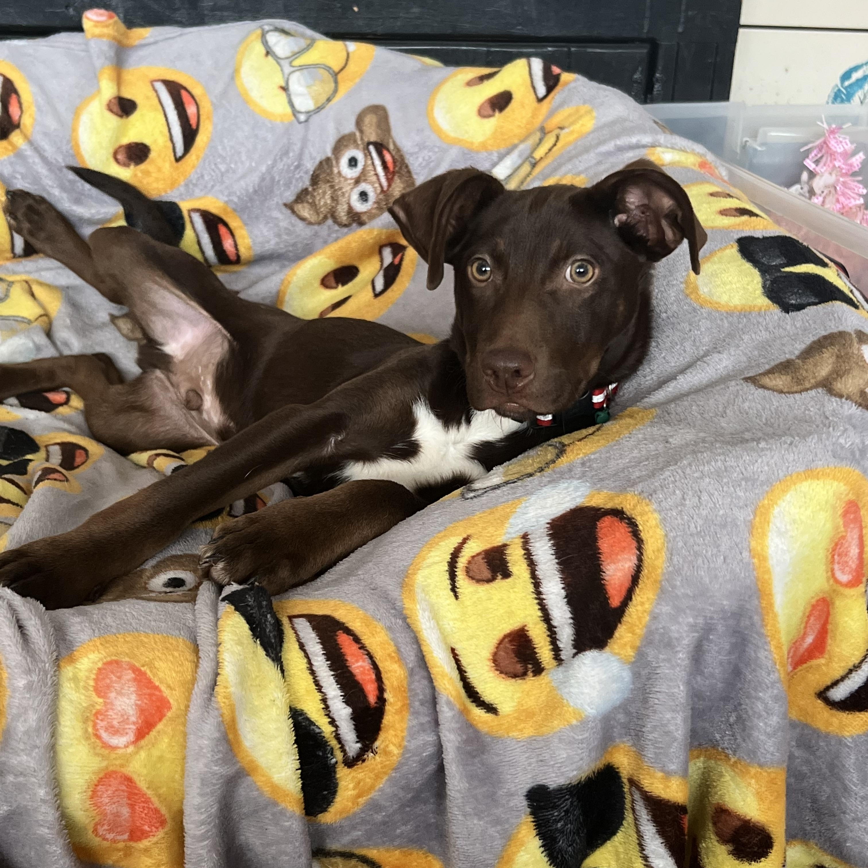 Cutie pie litter, Adoptable, Puppy Male Chocolate Labrador Retriever & Pointer.