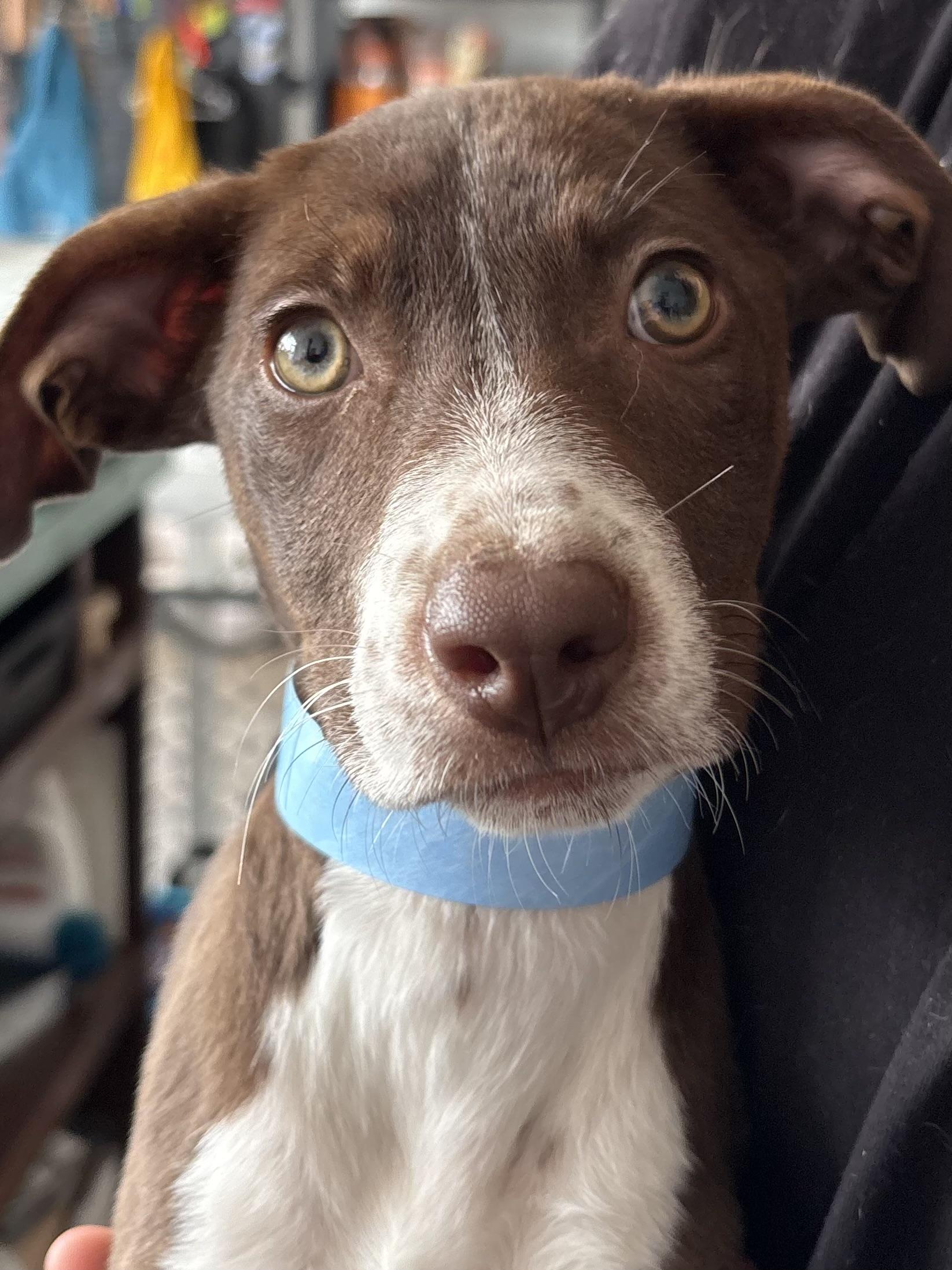 Enlarge Cutie pie litter, a Adoptable mixed breed in Joliet, IL image 2/2